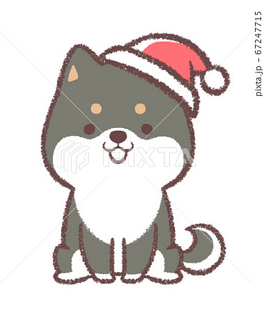 クリスマス帽子をかぶる黒柴犬 67247715