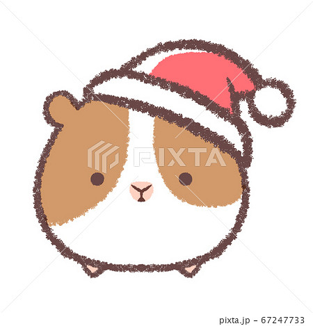 クリスマス帽子をかぶるモルモット クリスマス帽子をかぶるモルモット 67247733