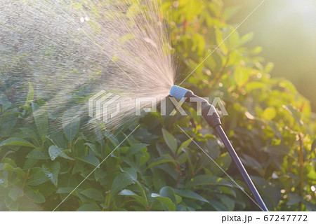 Spaying flowers with water or pesticides Spaying flowers with water or pesticides 67247772