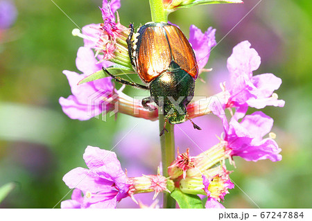 ミソハギの花に止まるマメコガネ 67247884