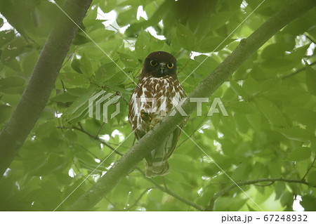 アオバズク 67248932