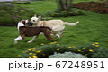 ペルー クスコ 海抜 67248951