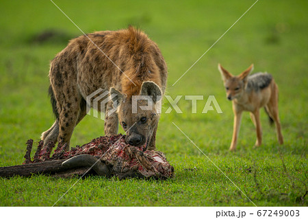 Spotted Hyena Gnaws Carcase Observed By Jackalの写真素材