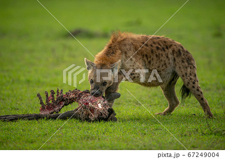 Spotted hyena gnawing carcase in short grass 67249004