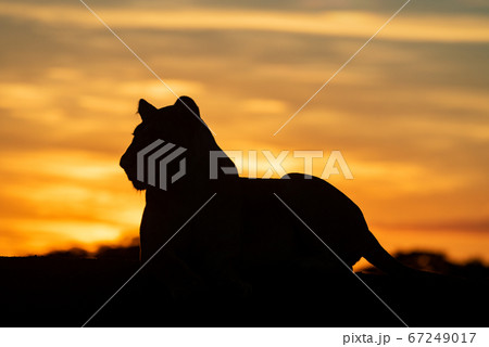 Silhouette of lioness at sunrise on horizon Silhouette of lioness at sunrise on horizon 67249017