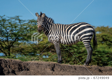 Plains zebra stands on bank eyeing camera Plains zebra stands on bank eyeing camera 67249049