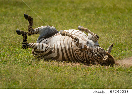 Plains zebra rolls on grass in sun Plains zebra rolls on grass in sun 67249053