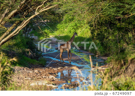 Masai giraffe crosses shallow stream in woods Masai giraffe crosses shallow stream in woods 67249097