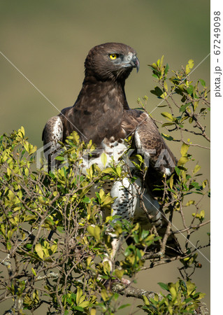 Martial eagle sits in bush turning right Martial eagle sits in bush turning right 67249098
