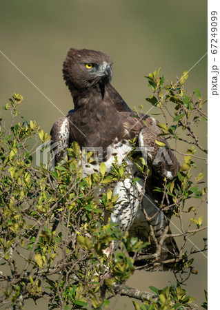 Martial eagle sits in bush turning head Martial eagle sits in bush turning head 67249099