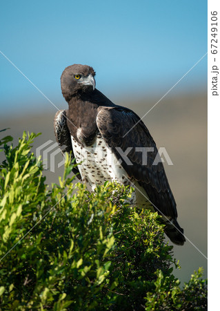 Martial eagle perched on bush turning head 67249106
