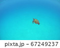 青い海と白い砂地で優雅に泳ぐウミガメ 67249237