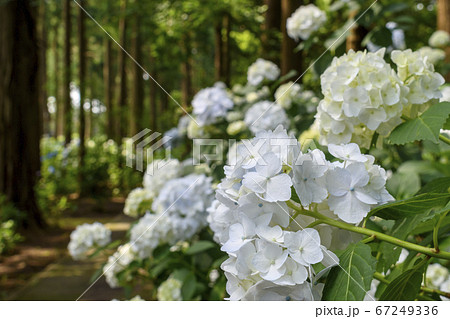 日本寺　白いアジサイと杉木立ち 67249336