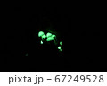 暗闇に輝くシイノトモシビタケ 67249528