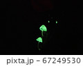 暗闇に輝くシイノトモシビタケ 67249530