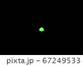 暗闇に輝くシイノトモシビタケ 67249533