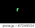 暗闇に輝くシイノトモシビタケ 67249534