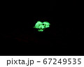 暗闇に輝くシイノトモシビタケ 67249535