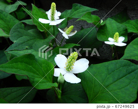 ドクダミの花 67249625