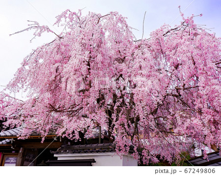 春の大津　坂本　星光院の枝垂れ桜 67249806