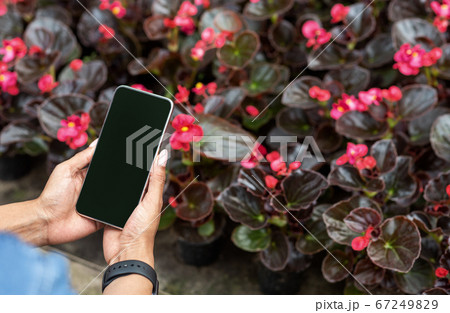 Industrial selling flowers. Hands of girl holding smartphone with empty screen, near plantation of flowers in pots Industrial selling flowers. Hands of girl holding smartphone with empty screen, near plantation of flowers in pots 67249829