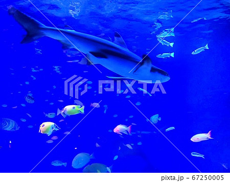 深海に溢れる沢山の命。魚会議 67250005