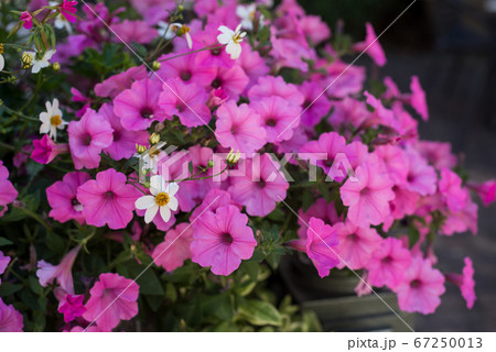 Closeup of purple petunias flowers bouquet  67250013