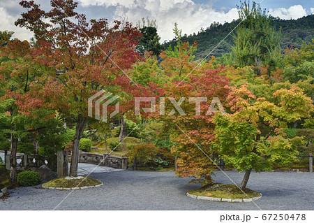 永観堂の極楽橋と紅葉 永観堂の極楽橋と紅葉 67250478