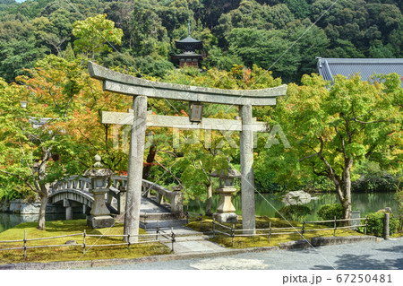 永観堂の極楽橋と鳥居 永観堂の極楽橋と鳥居 67250481