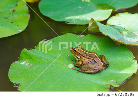 蓮の葉の上 トノサマカエルの写真素材 [67250598] - PIXTA