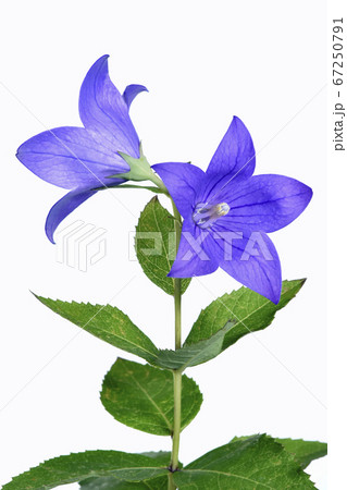 桔梗の花 　秋の七草のひとつ　（fix撮影） 67250791