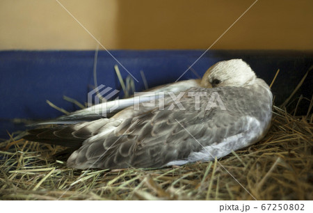 gray-winged gull chick. 67250802