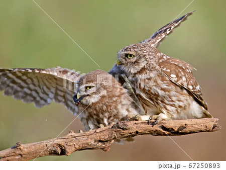 Amazing moments of feeding little owl chicks Amazing moments of feeding little owl chicks 67250893