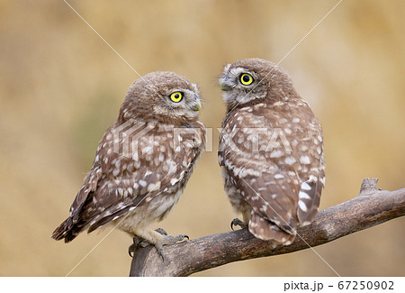 Close-up group portraits of a little owl (Athene 67250902