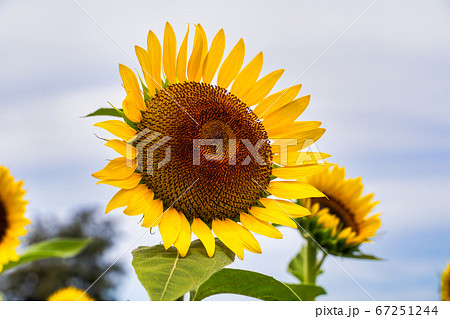 ひまわり 向日葵 ソレイユの丘の写真素材