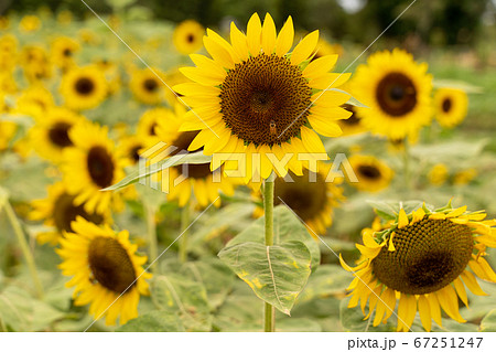 ひまわり 向日葵 ソレイユの丘の写真素材