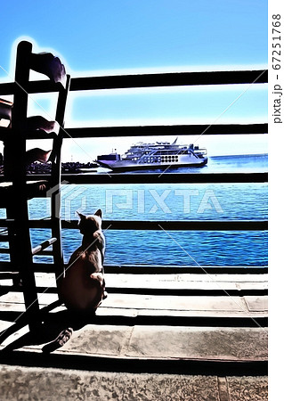 oil colors style which represents a grey cat that observes the port and the ferry from the terrace of the house oil colors style which represents a grey cat that observes the port and the ferry from the terrace of the house 67251768