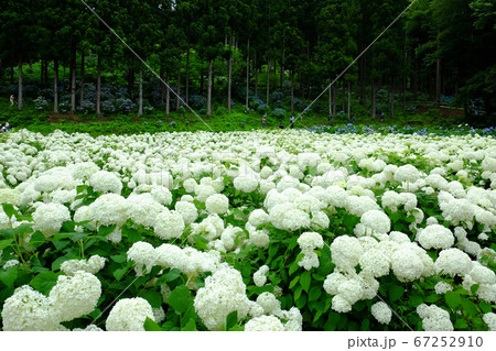 一関市のみちのくあじさい園 67252910