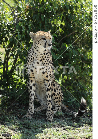 cheetah in savannah in kenya cheetah in savannah in kenya 67252960