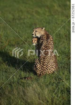 cheetah in savannah in kenya 67252961