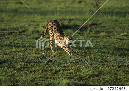 cheetah in savannah in kenya cheetah in savannah in kenya 67252963