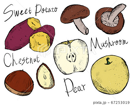 秋の食べ物や旬の食べ物の手書きイラストイメージのイラスト素材