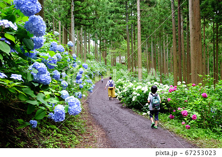 みちのくあじさい園を歩く人達 67253023