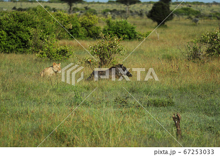 boar running from a lion boar running from a lion 67253033
