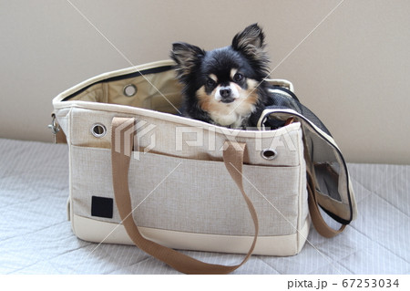犬用キャリーバッグに入って旅行するチワワ 67253034