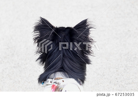 チワワの後ろ姿 犬の写真素材