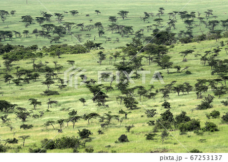 landscape of savannah in kenya landscape of savannah in kenya 67253137