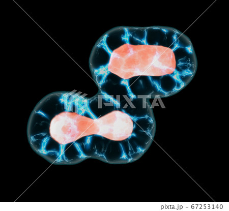 Cell Division Through Mitosis Cell Division Through Mitosis 67253140