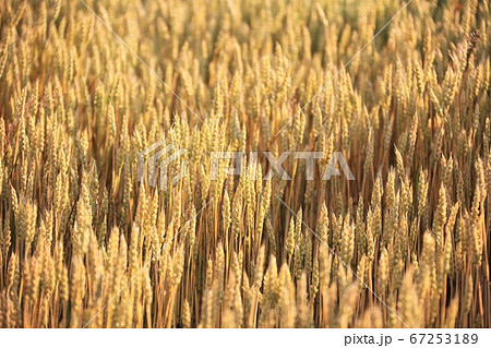 黄金色に輝く麦の穂 67253189