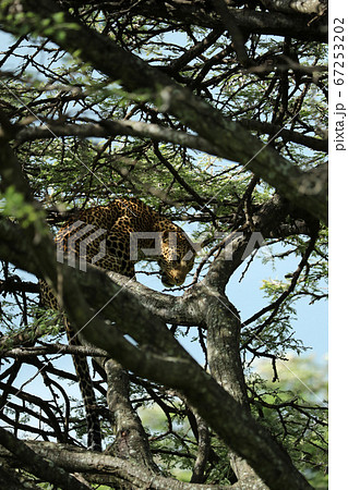 A leopard in savannah in kenya 67253202